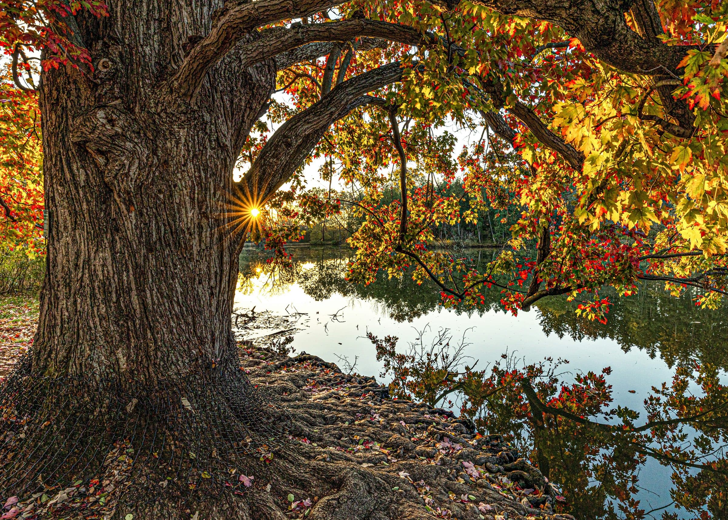 An old tree in autumn colour leaning over still water, sun breaking through the branches