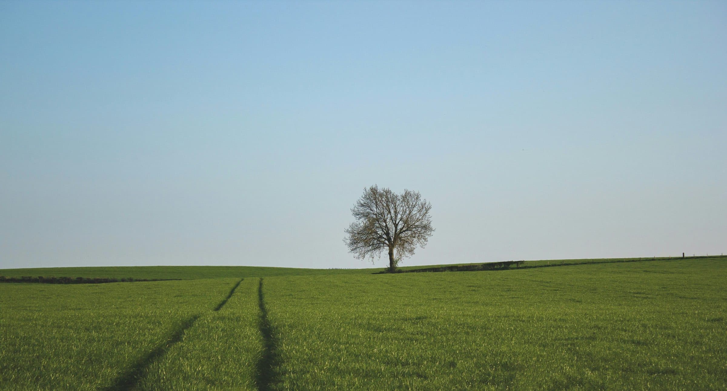 A single bare tree standing alone in an open field under a wide sky