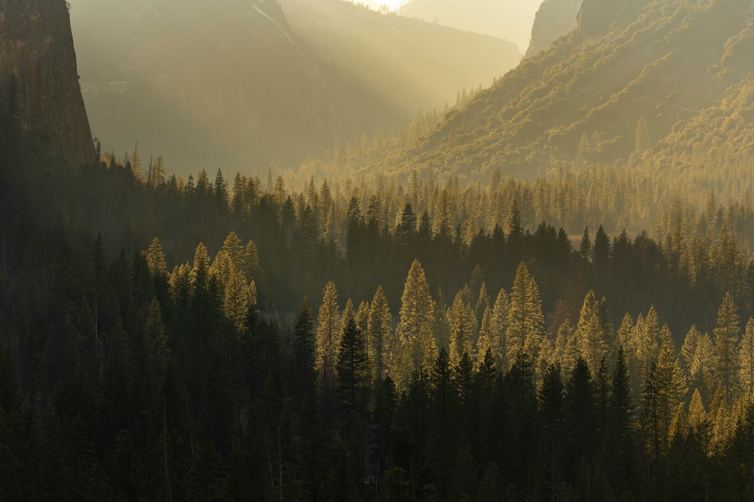 First light breaking through mist over a dense pine forest